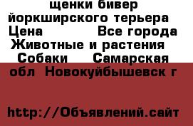 щенки бивер йоркширского терьера › Цена ­ 8 000 - Все города Животные и растения » Собаки   . Самарская обл.,Новокуйбышевск г.